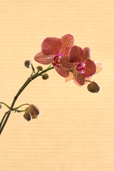 Pink Striped Orchid