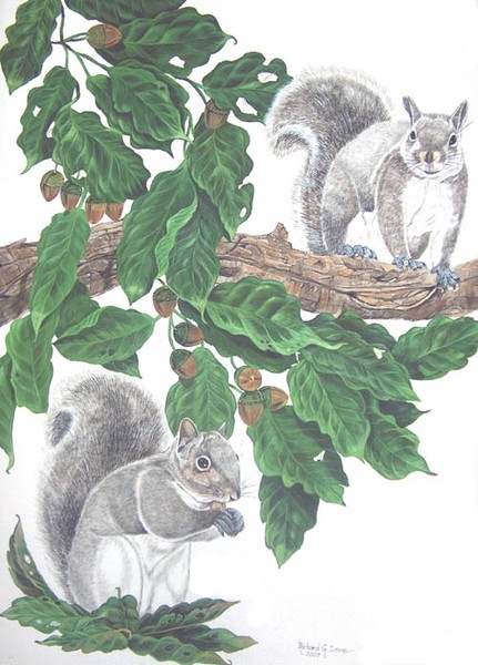 Western Grey Squirrel