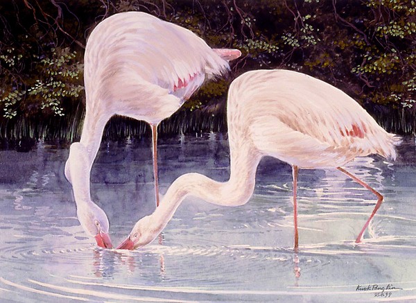 Greater Flamingo