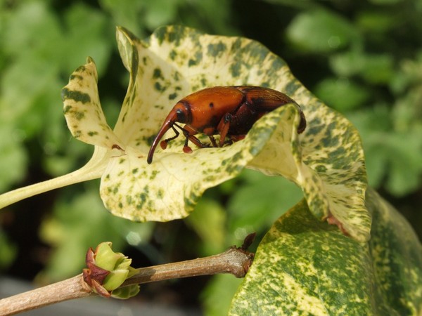 beetle: red weevil