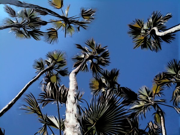 Cocoa Beach Palms