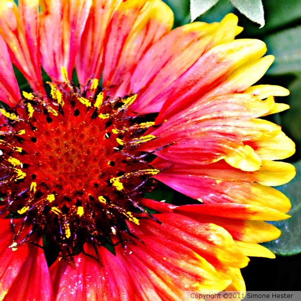 Gazania