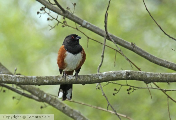 Towhee on Branch