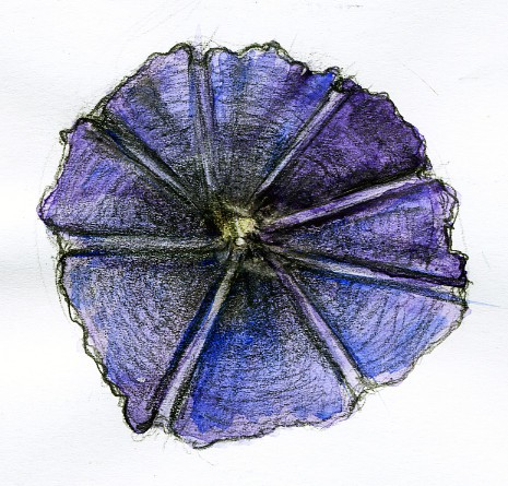 Morning Glory Watercolor