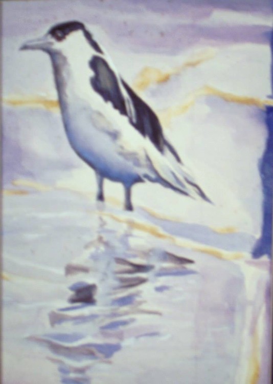 My painting - Seagull Reflections Wate color