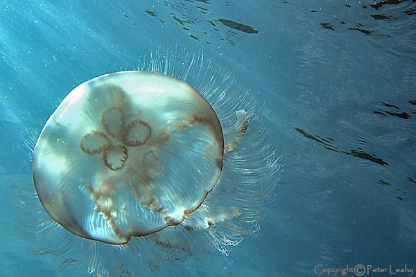 Moon Jellyfish VII