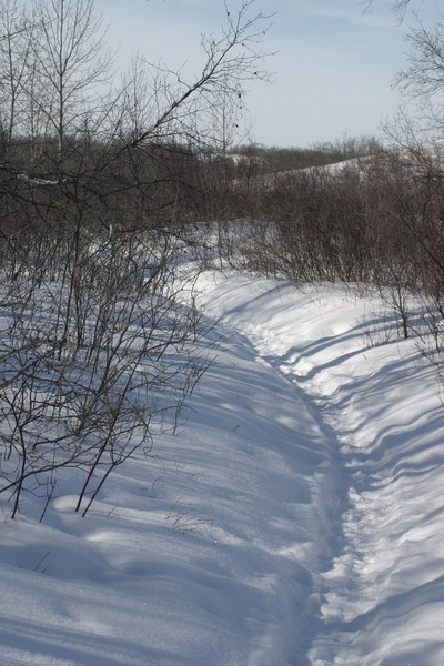 Snowy Path