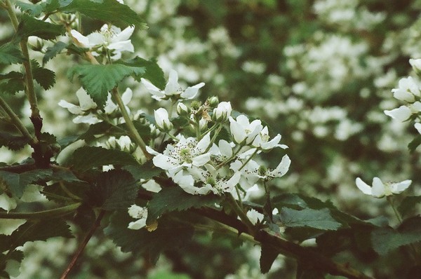 Blackberry Blossums