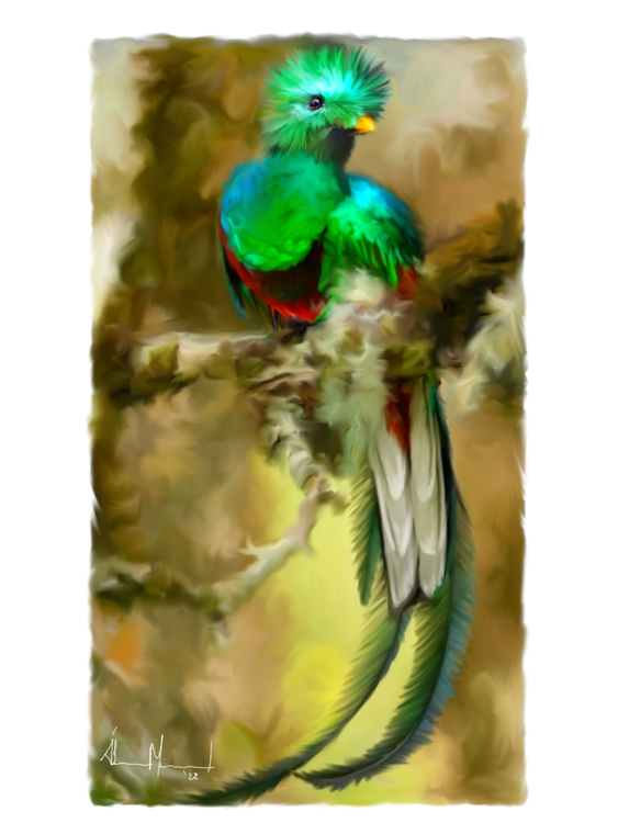 Resplendant Quetzal