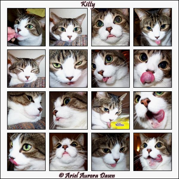 Kitty Tongue Montage 1