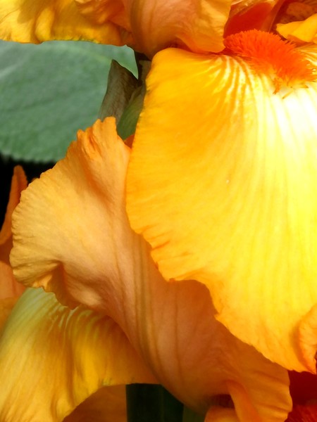 Golden Iris (Three)