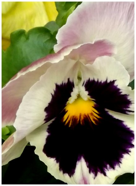 Pretty Pansy (Two)