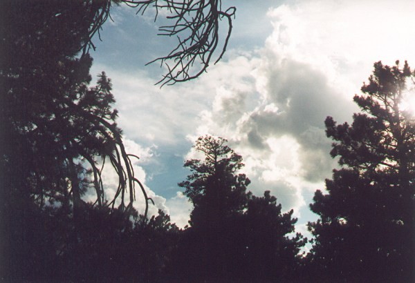 Clouds with Pines, Mount Lemmon