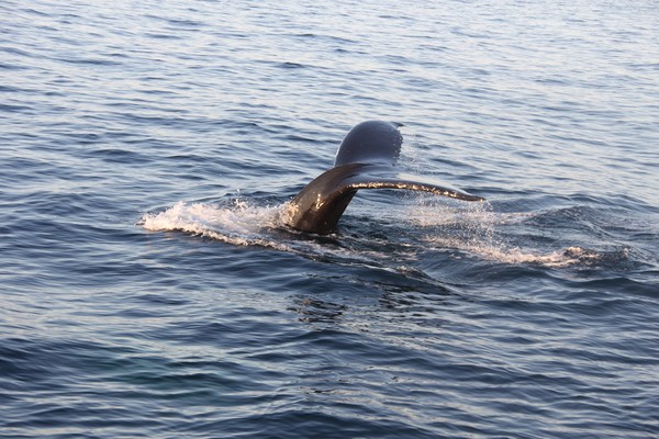 Humpback whale dive