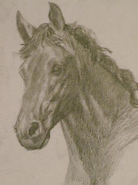 sketch of colt