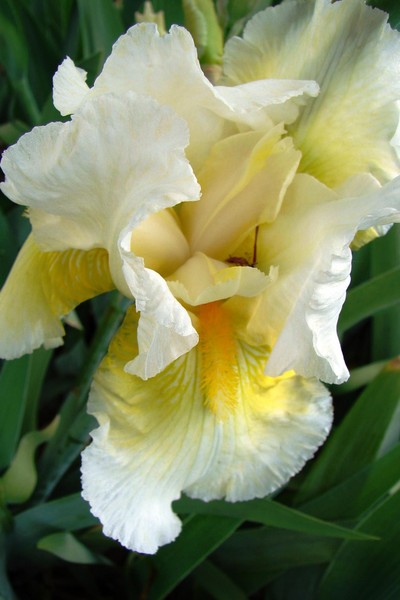 Fancy Yellow Bearded Iris