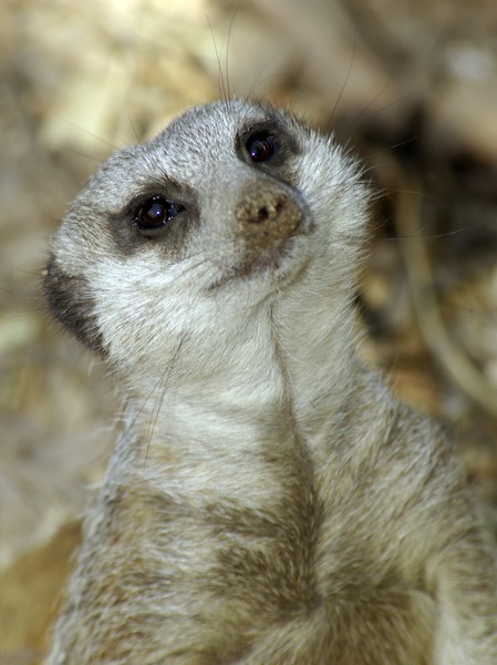 Meerkat