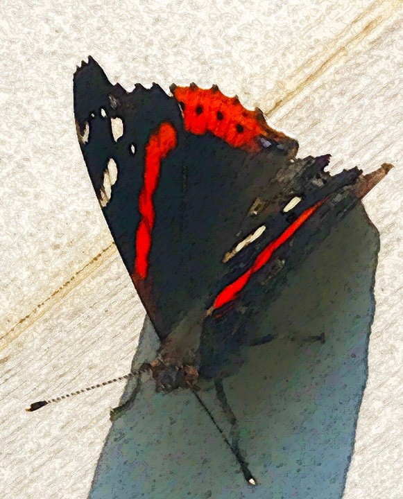 Red Admiral