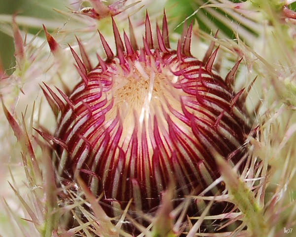 THISTLE FLOWER - 3271