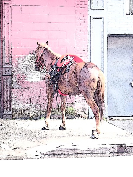 City Horse with filters