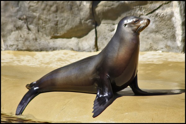 SEAL