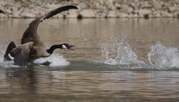 Goose Crash Landing!