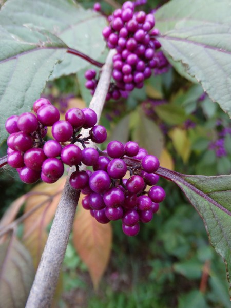 CALLICARPA BODINIERI