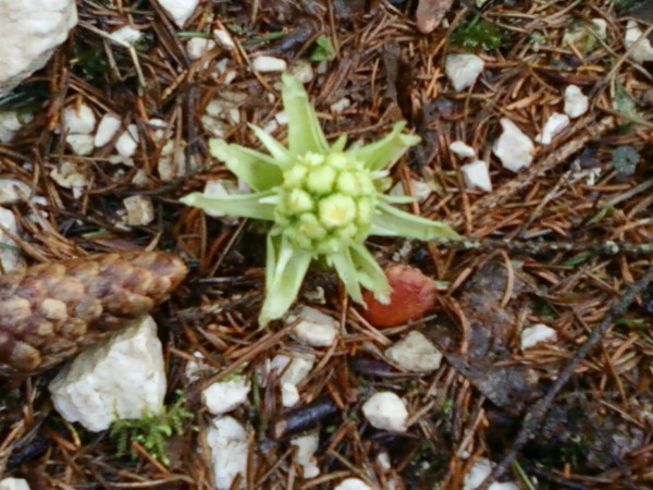 first flowers this year