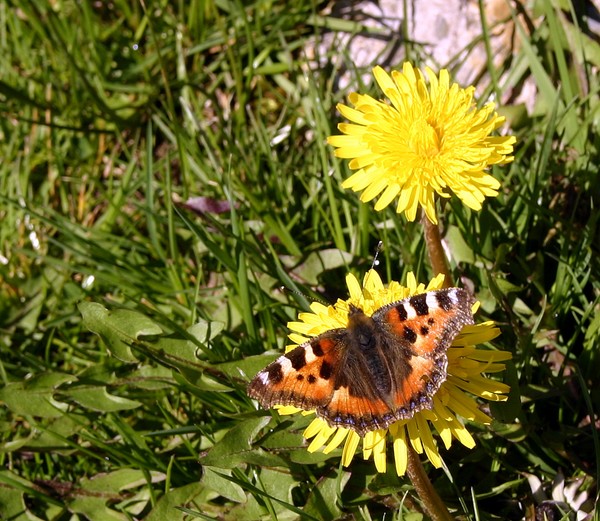 Butterfly in Spring