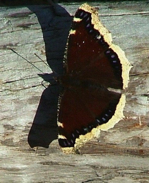 Alaskan Butterfly