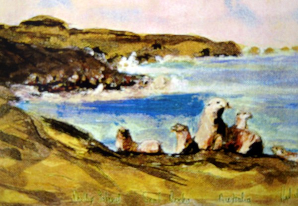 Seal Rocks Phillip Island Australia