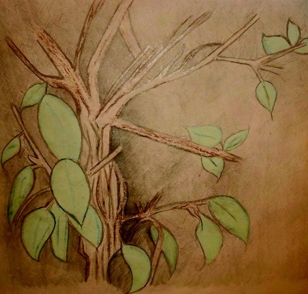 Hibiscus tree sketch