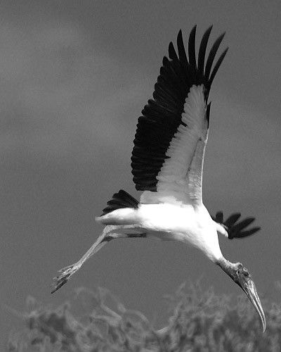 Woodstork in Flight