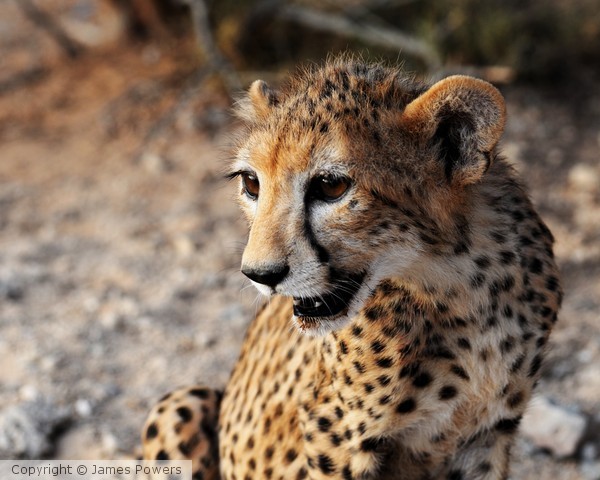 cheetah cubs27