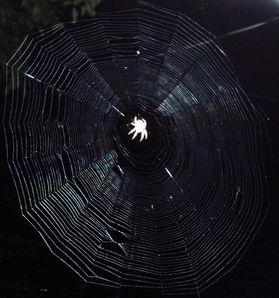a wicked web