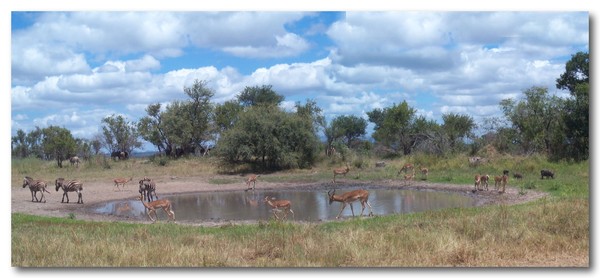 Kruger panorama