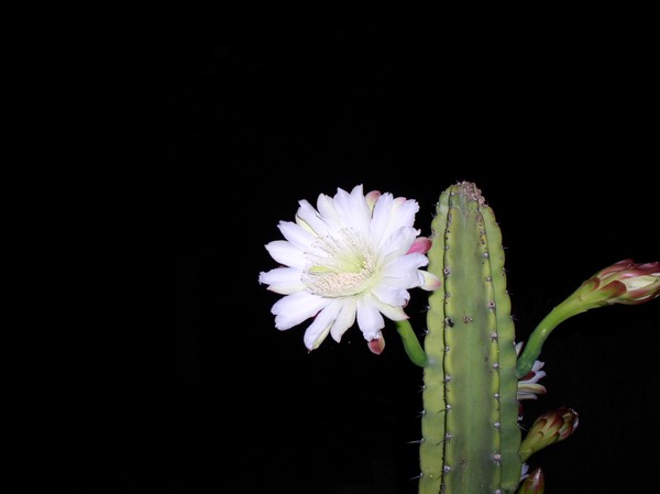 Night blossom of the Stove Pipe Cactus