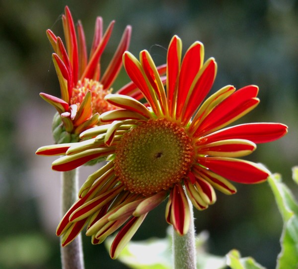 red flowers