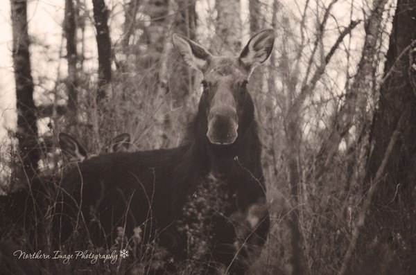 Moose in Northern Maine