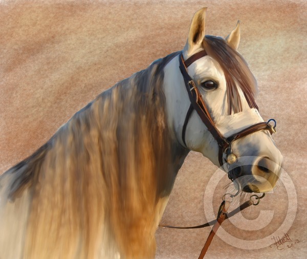 Oil, Pura Raza Española Horse Portrait
