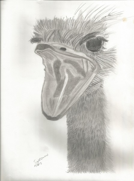 Ostrich