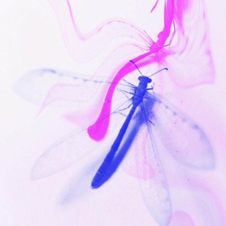 Dragonfly zero