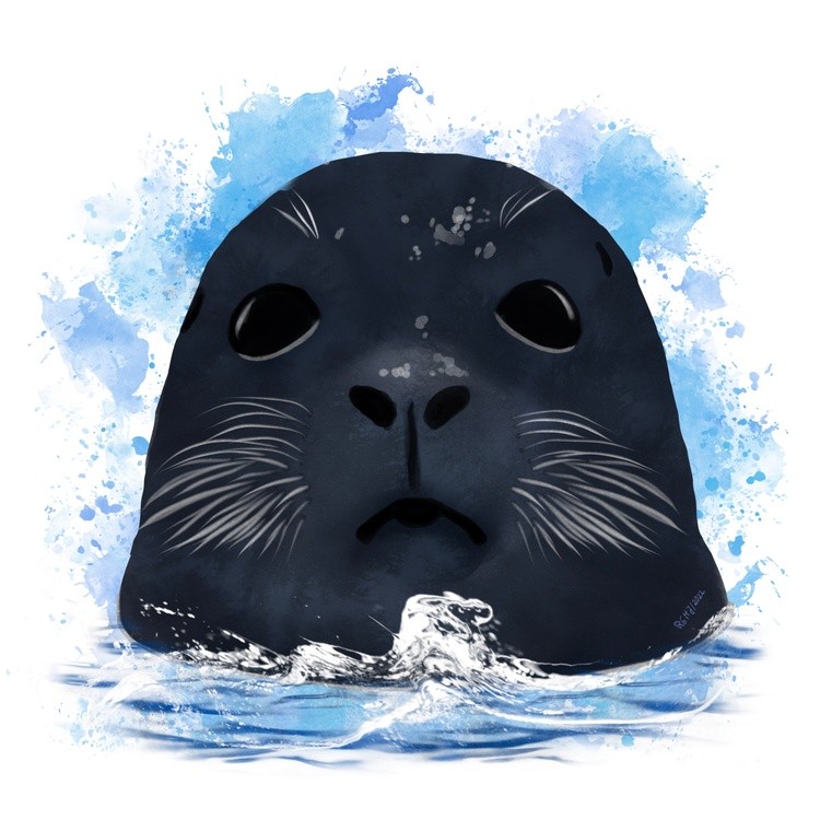 Seal in the Sea