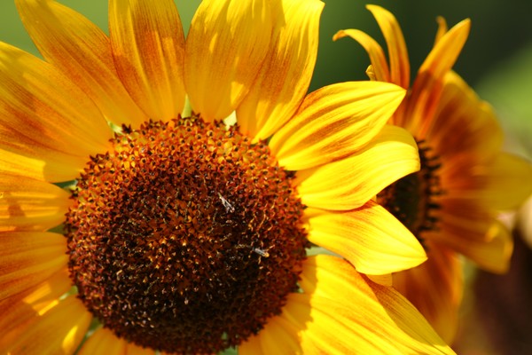 Sunflower Pt 2