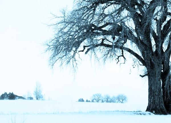 Cold Tree