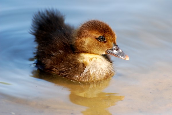 Brown Ducky