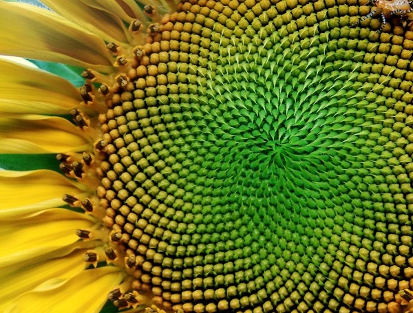 Sunflower Seed Design