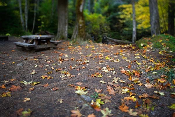 Picnic Table in Autumn Paradise
