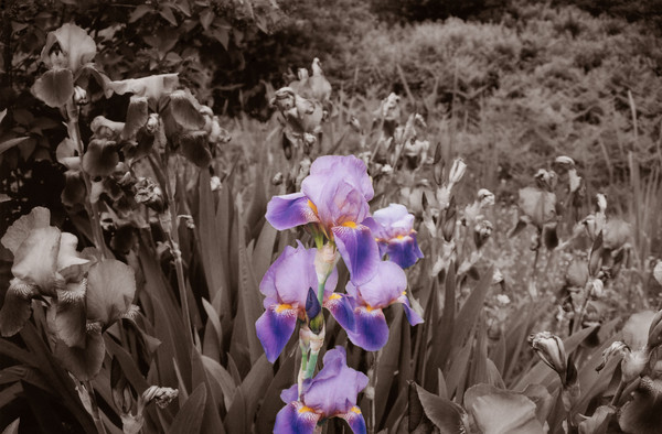 Iris in sepia and color