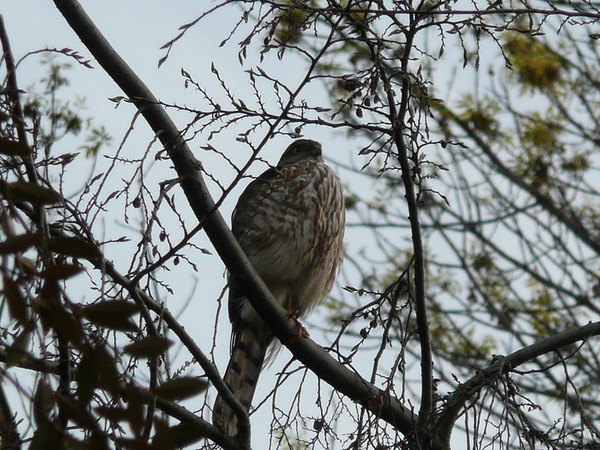 A Lonely Hawk